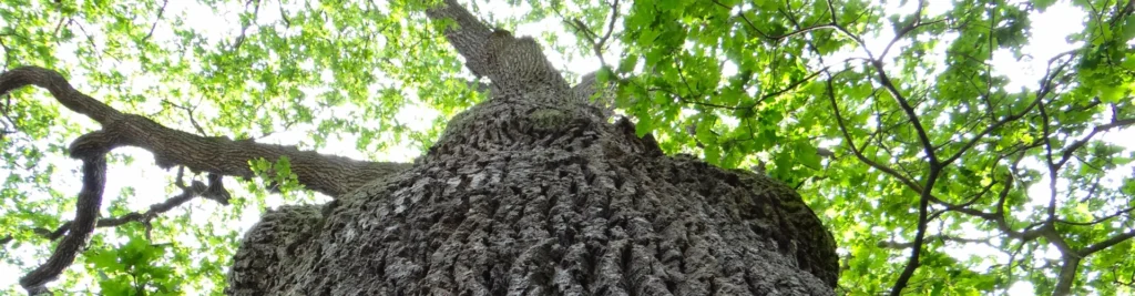 Fruto Urbano - BG Compensação de Carbono