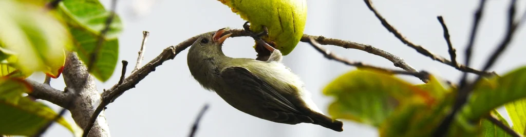 Fruto Urbano - Background Como Participar