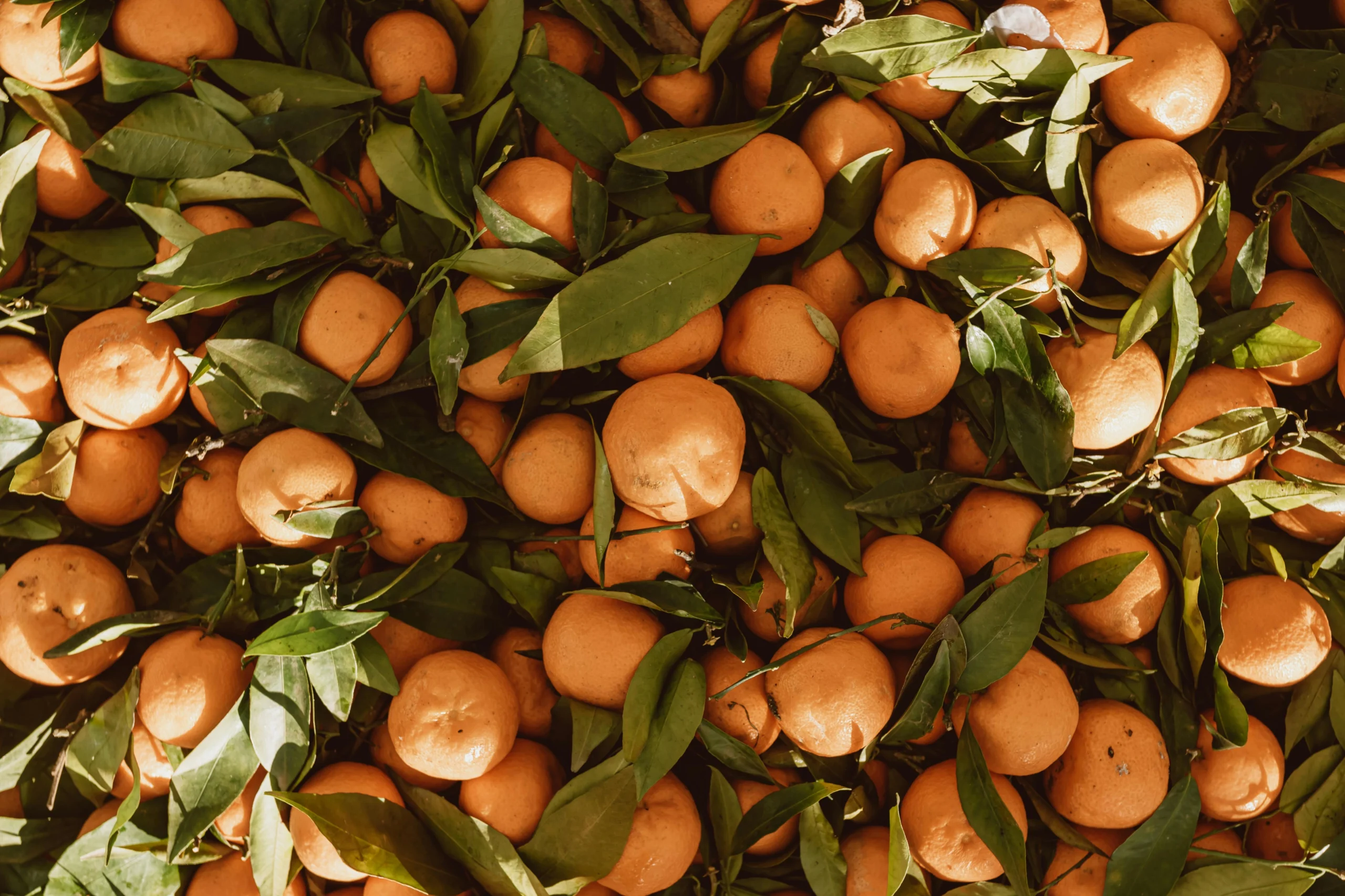 Como o plantio de árvores frutíferas pode transformar espaços públicos esquecidos?