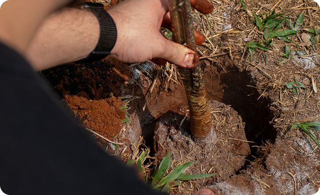 Close das mãos de um voluntário do Fruto Urbano realizando o plantio de uma muda de árvore frutífera, utilizando insumos para nutrição do solo em uma cova aberta na terra vermelha.
