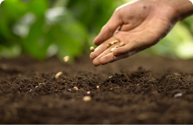 Fruto Urbano - Planos Doação 1