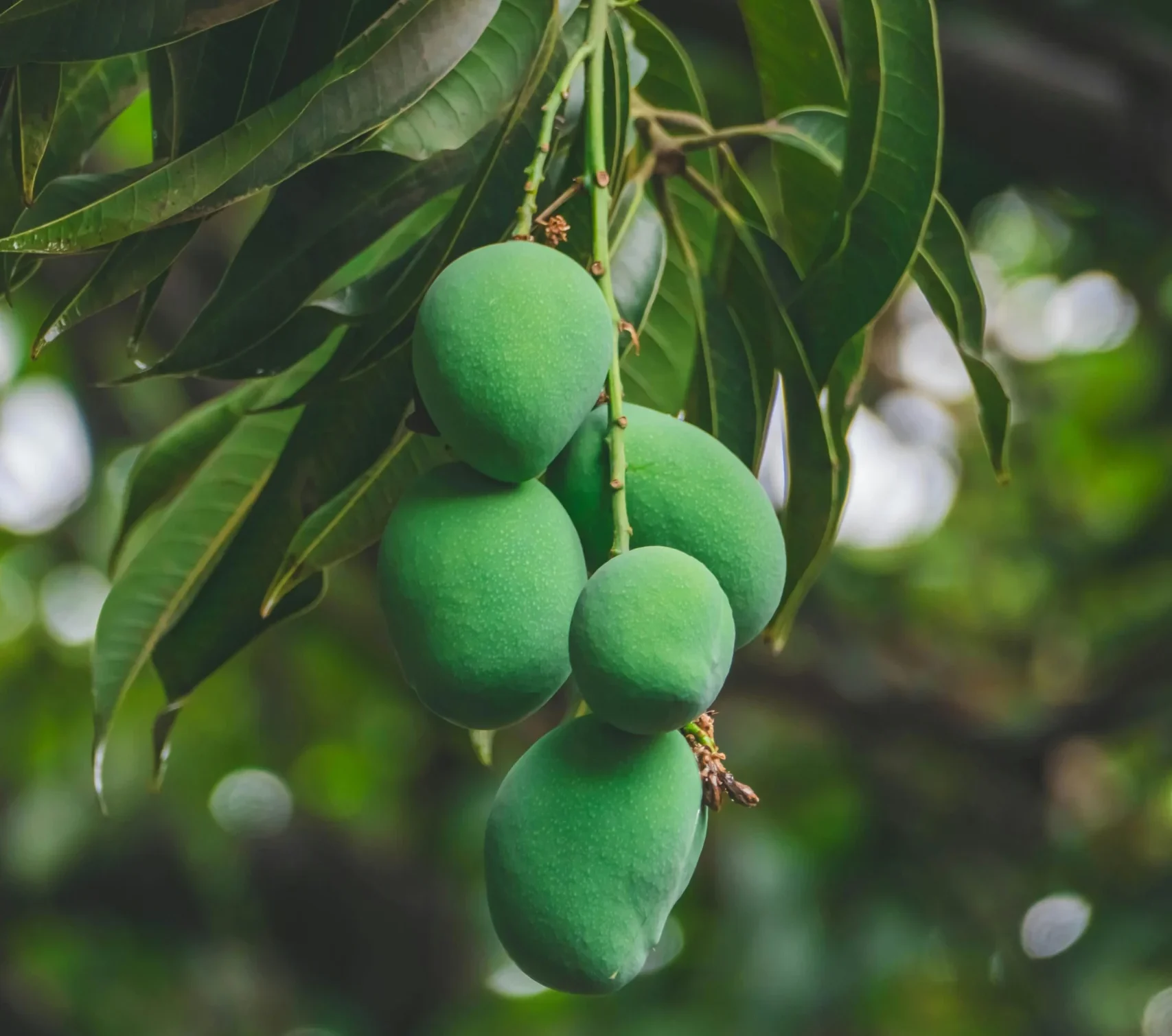 Plantio de frutíferas em calçadas