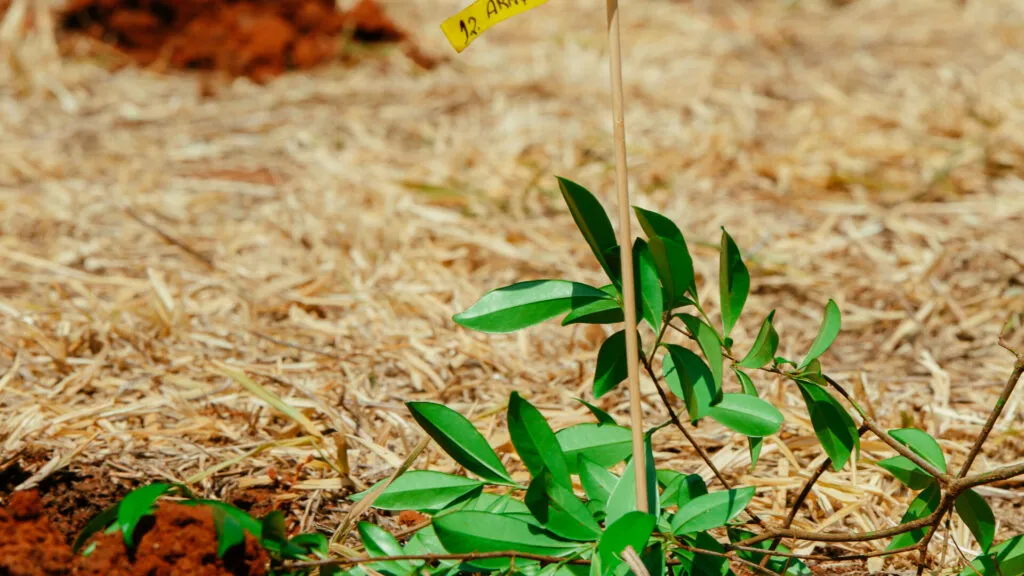 Fruto Urbano - Praça dos Flamboyant (11)