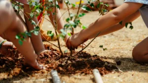 Fruto Urbano - Praça dos Flamboyant (32)