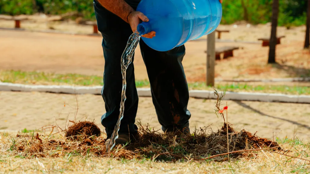 Fruto Urbano - Praça dos Flamboyant (6)