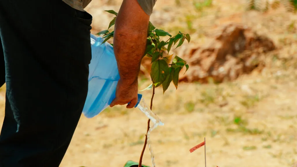 Fruto Urbano - Praça dos Flamboyant (8)