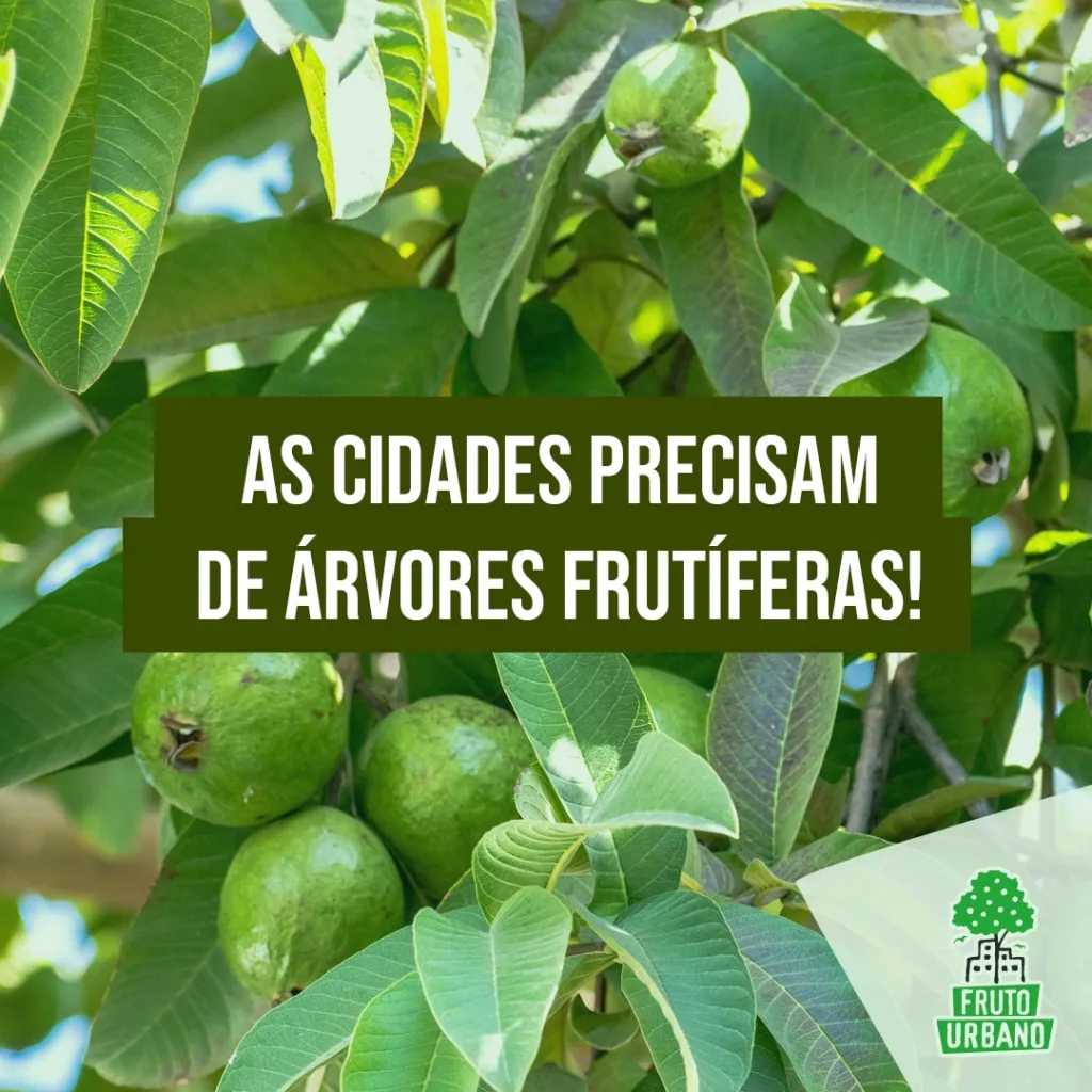 Por que plantar árvores frutíferas?