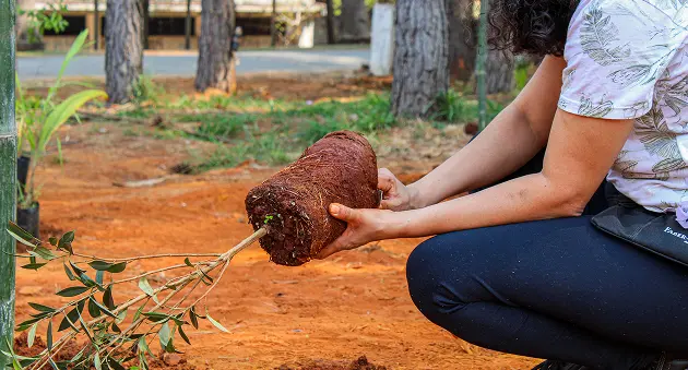 Fruto urbano - Apoie com Doação