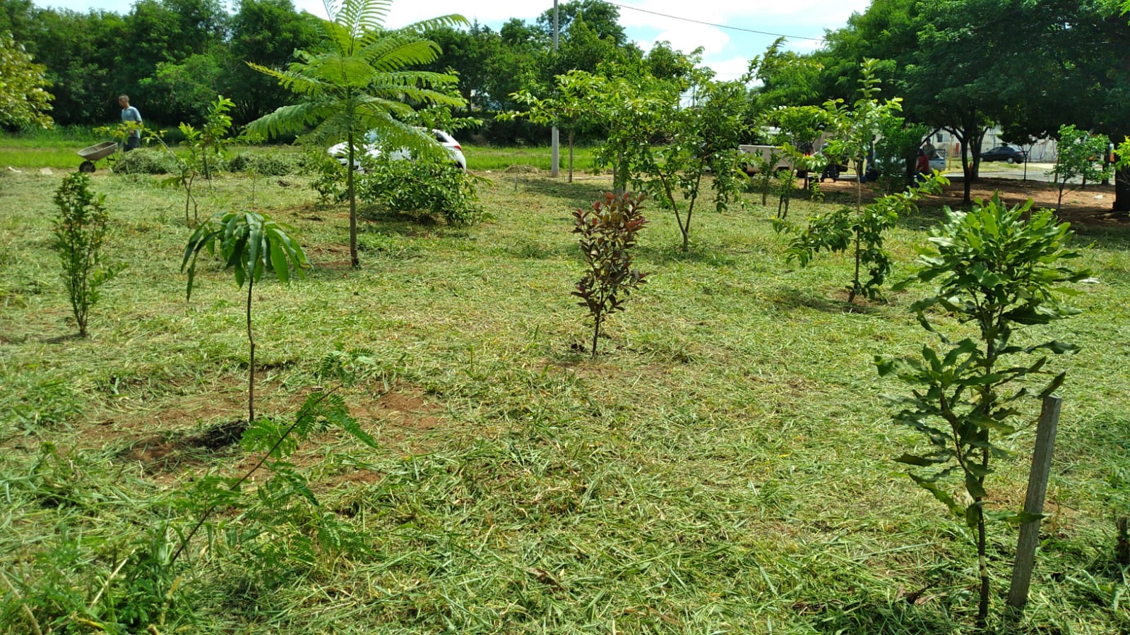 Mudas tutoradas e vegetação na Praça Oswaldo Brittes em Bauru