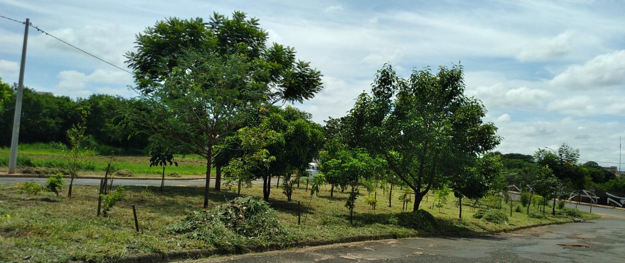 Árvores do pomar urbano da Praça Oswaldo Brittes junto à rua
